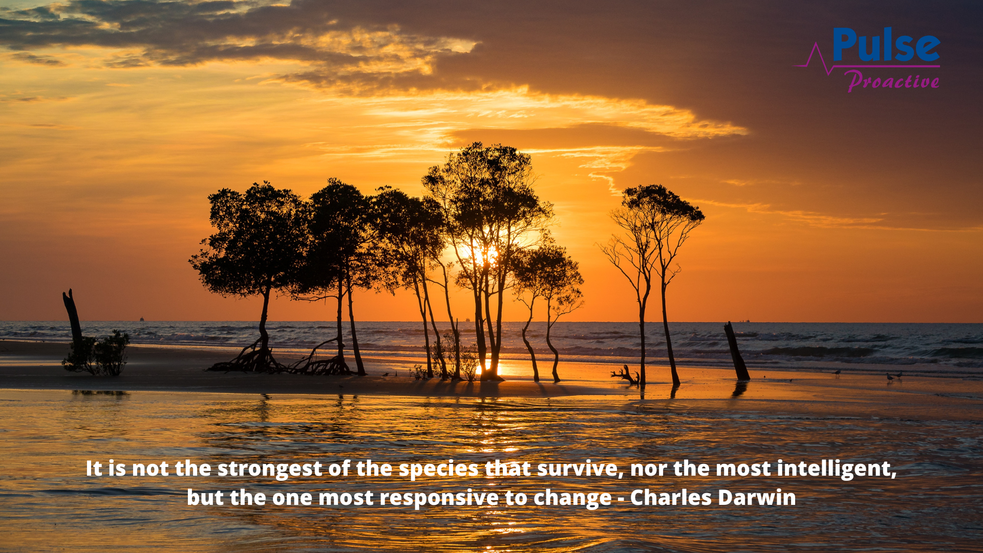 Pulse Proactive Charles Darwin quote